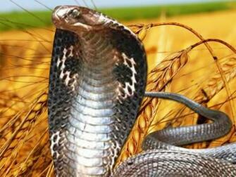 King Cobra Wallpaper Computer