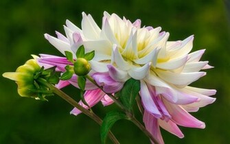 Dahlias Wallpaper