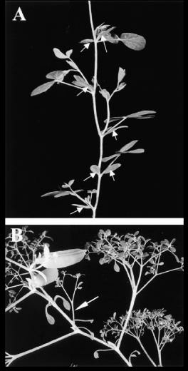 Stipule Morphology In Mutant Background A Coch Uni Double