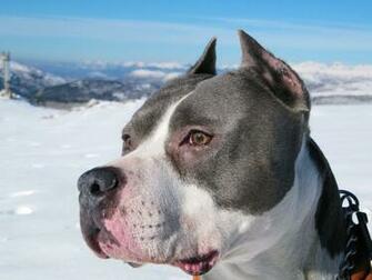 American Staffordshire Terrier HD Wallpaper