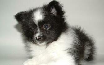 High Definition Pomeranian Puppy Wallpaper Dogs