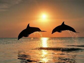 Dolphins
