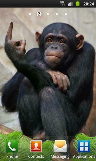 Funny Monkey Live Wallpaper App For Android