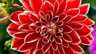 Wallpaper Summer Flowers Flower