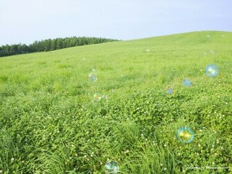 Grassland Scenery Green Field Wallpaper No