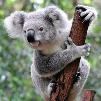 On October By Stephen Comments Off Koala HD Wallpaper
