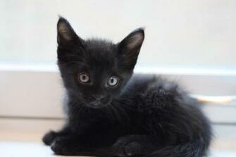 Wallpaper Black Kitten HD Background Desktop