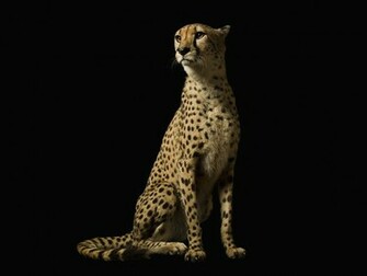 Cheetah On Black Background Photograph