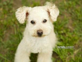 Lovable Toy Poodle Puppy Curly Coat Miniature Wallpaper