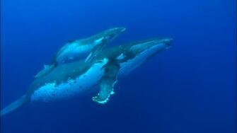Blue Whale Wallpaper Background