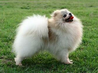 Proud Pomeranian Wallpaper