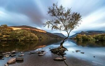 Wallpaper Tree Wales Snowdonia Llanberis Image For Desktop