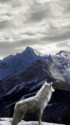 Wolves iPhone X Wallpaper Wolf