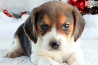 Beagle Puppy Near Southeast Missouri D528c278