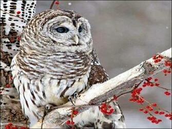 Snowy Owl Wallpaper Screensavers Snow
