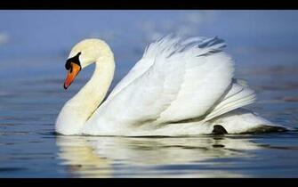 Swan Wallpaper Desktopwallpaper Desktop Background