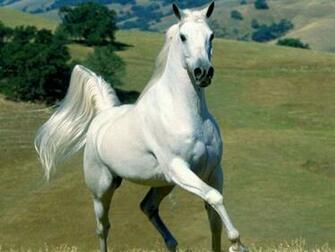 Christmas Wallpaper S White Horse