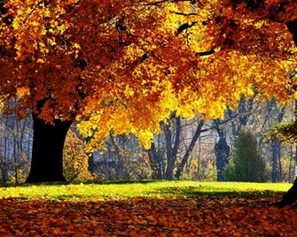 Autumn Falls Desktop Pc And Mac Wallpaper