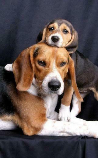 Beagle Wallpaper HD Apps Para Android No Google Play