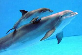 Baby Pink Dolphins HD Wallpaper Background Image