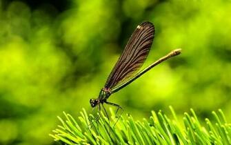 Wallpaper Dragonfly