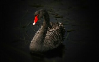 Black Swan Wallpaper