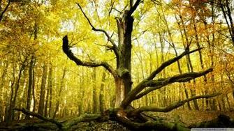 Dead Tree Trunk Wallpaper