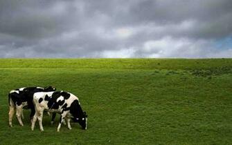 Cow Wallpaper Cows