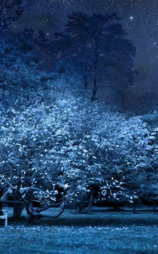 Wallpaper Night Bench Park Trees Stars Full Moon Sky