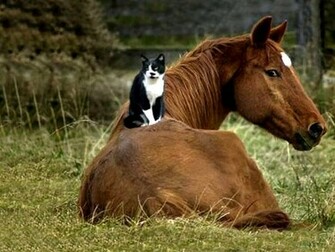 Cute Horse Wallpaper