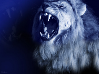 Lion Desktop Wallpaper