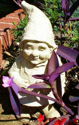 Gnomes Image In The Garden HD Wallpaper And