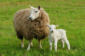 Cheviot Sheep Background Wallpaper