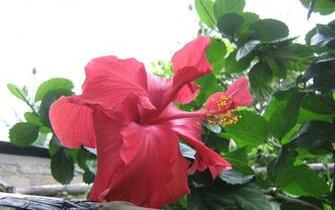 Wallpaper Flowers Tropical Widescreen Beautiful