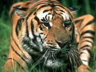 Tiger Face Wallpaper