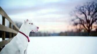 Pitbulls Wallpaper