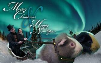 Guinea Pig Christmas Gallery