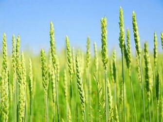Grain Wallpaper