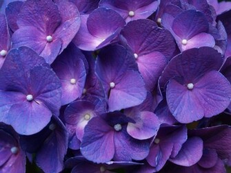 Purple Desktop Background