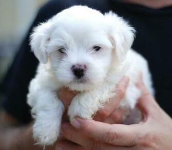 Maltese Puppy Portrait Wallpaper For Desktop Full Size Dogs