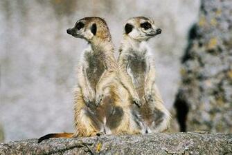 Meerkat Desktop Background Screensavers Ventube