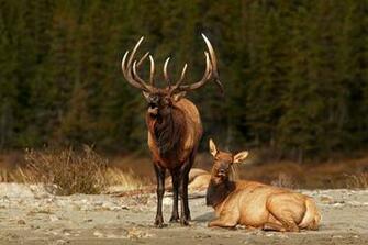 Bull Elk Elks Deer Wallpaper