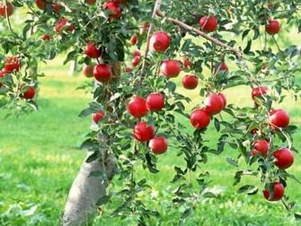 HD Wallpaper Of Beautiful Apple For Android