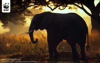 Wallpaper Of Wwf Canon Photogallery