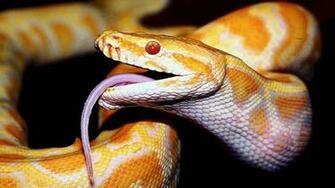 Cool Snake Wallpaper
