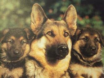 German Shepherd Dog Wallpaper Top