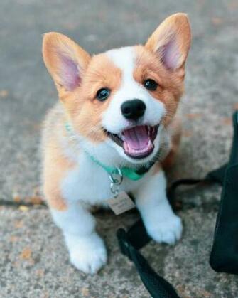 Churro Is One Photogenic Little Pup Puppies Dogs Pets Puppy