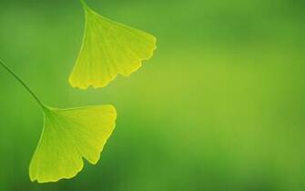 Includes Two Green Leaves And Background Both Good