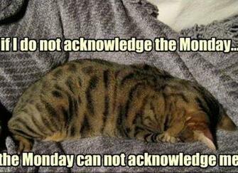 Hate Mondays Wallpaper I Cat Quotes