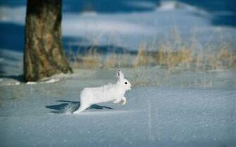 White Rabbit HD Wallpaper For Desktop Animals